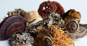 Seven Mushroom Blend - Glamourous Grace