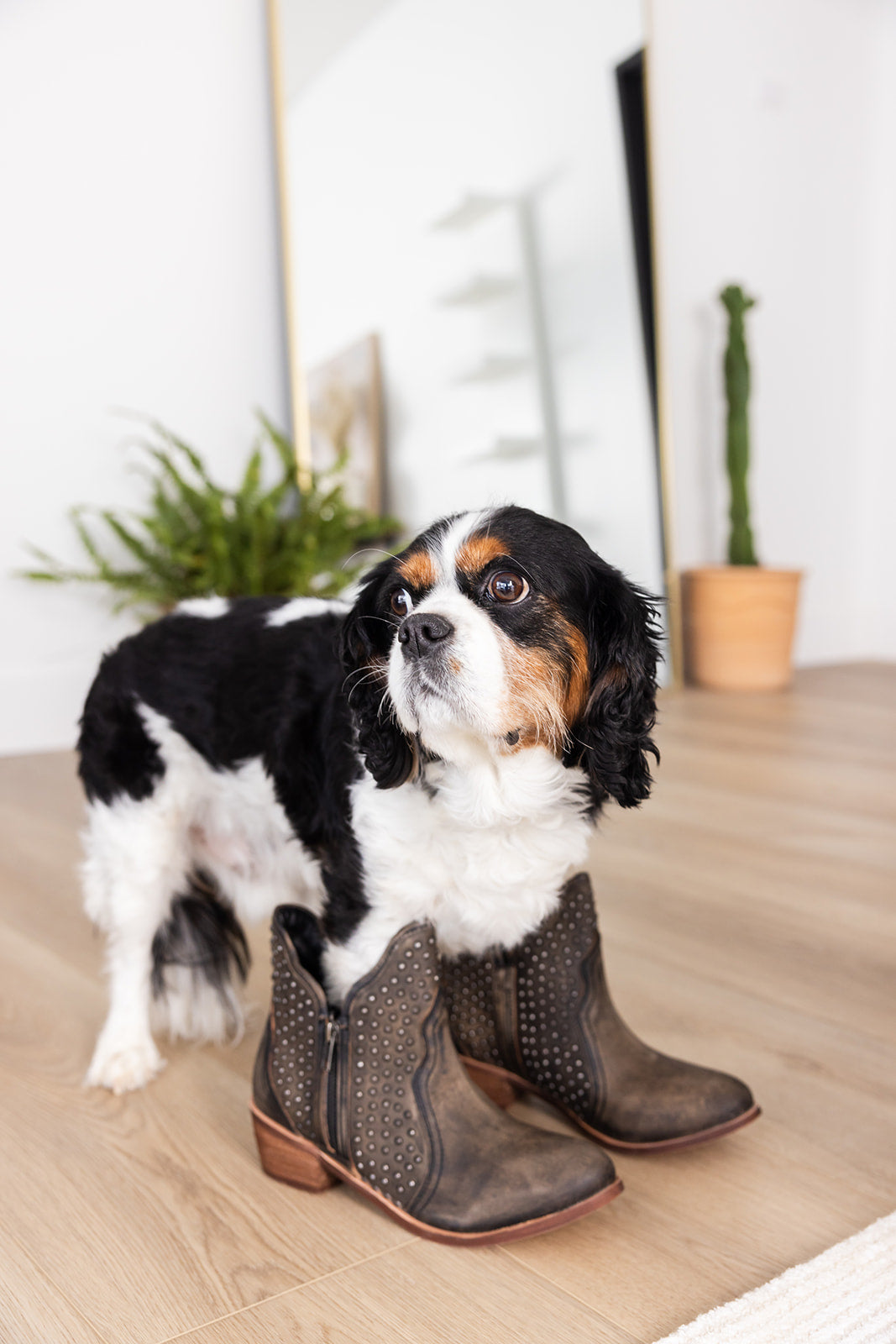 Nailed It Ankle Boot in Black - Glamourous Grace