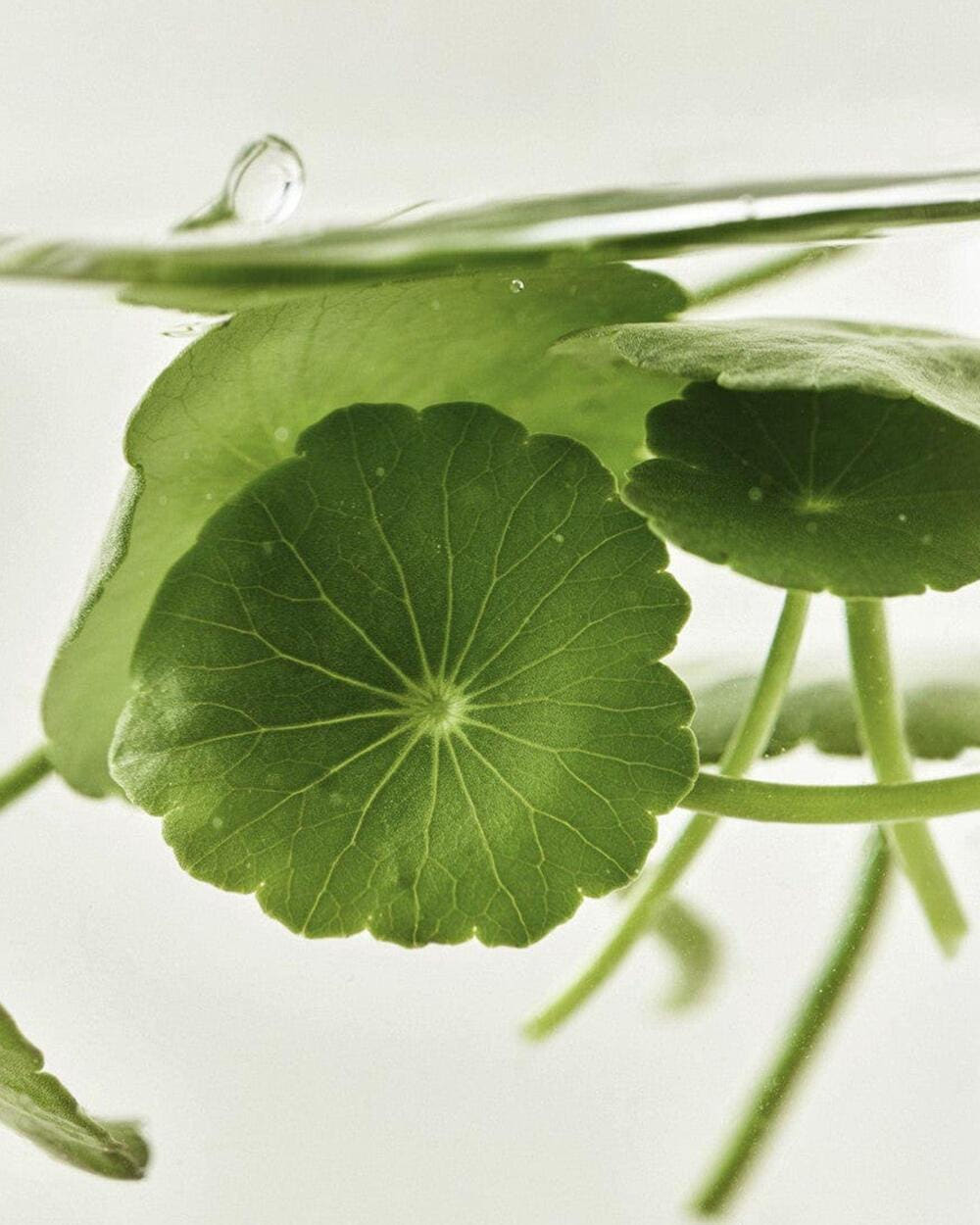 [Beauty of Joseon] Centella Asiatica Calming Mask 25ml X 10ea