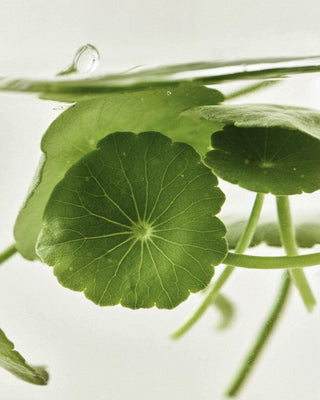 [Beauty of Joseon] Centella Asiatica Calming Mask 25ml X 10ea