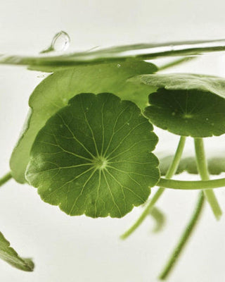 [Beauty of Joseon] Light On Serum : Centella + Vita C 30ml