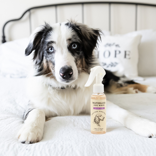 Mixologie Rinse-Free Dog Wash - Glamourous Grace